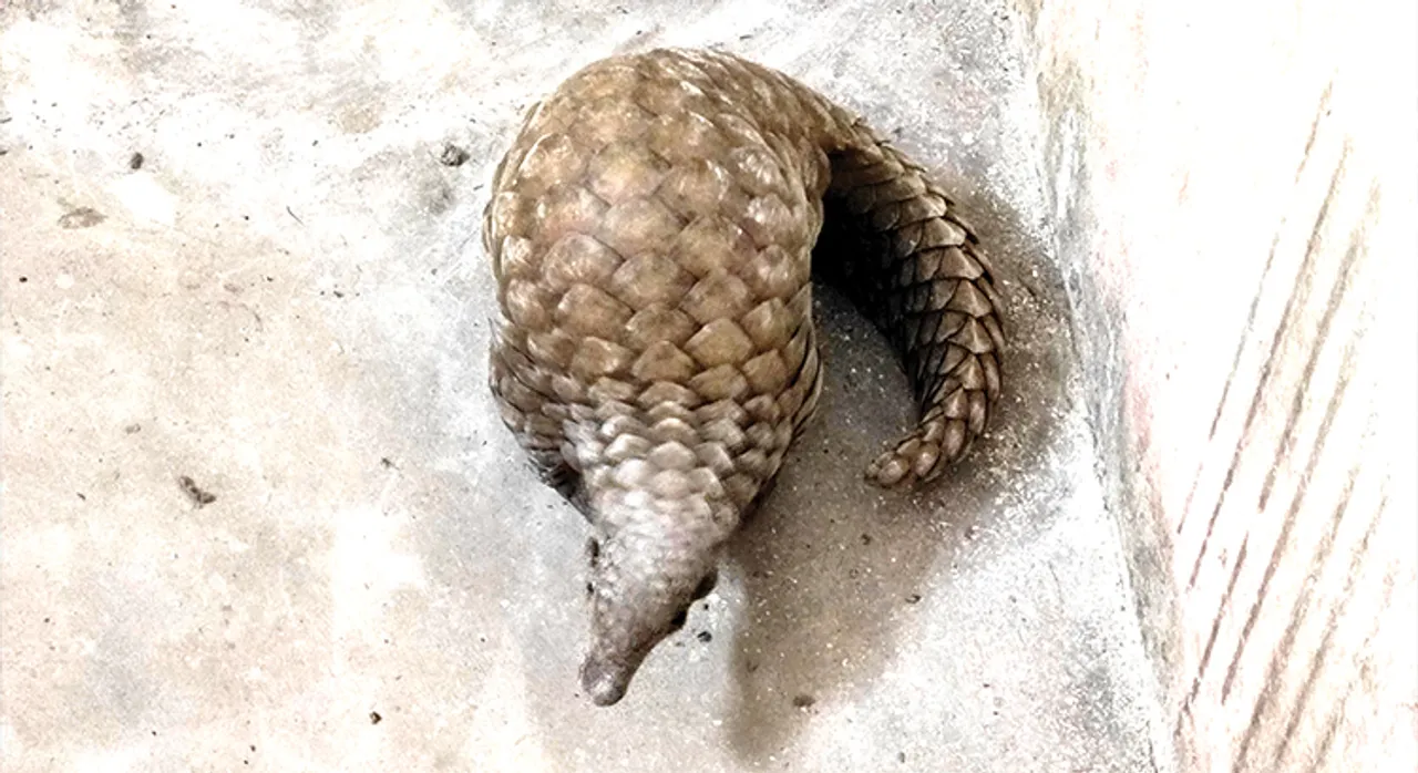  ଖଜିରିଆପଲ୍ଲୀରୁ ବଜ୍ରକାପ୍ତା ଉଦ୍ଧାର 