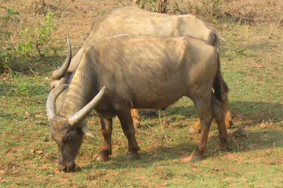  Pratinidhi Odia 