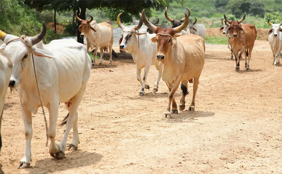  Manorma 
