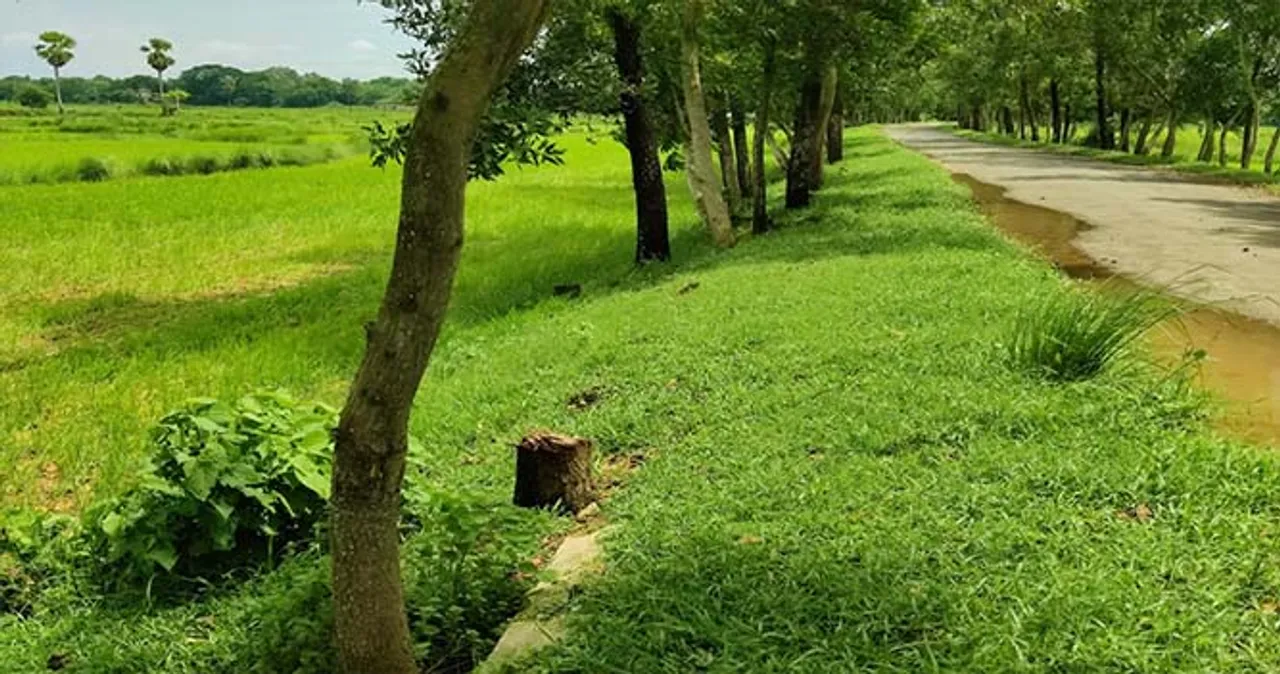  ରାସ୍ତାକଡ଼ରୁ ଗଛକଟା