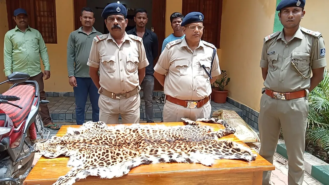  ୬୦ ହଜାର ଟଙ୍କାରେ ବିକ୍ରି ହେଉଥିଲା‌ ୬ ଫୁଟିଆ ବାଘର ଛାଲ, ଛତିଶଗଡ଼କୁ ଚାଲାଣ ପୂର୍ବରୁ ମାଡ଼ିବସିଲା ଏସ୍‌ଟିଏଫ୍ ଟିମ୍