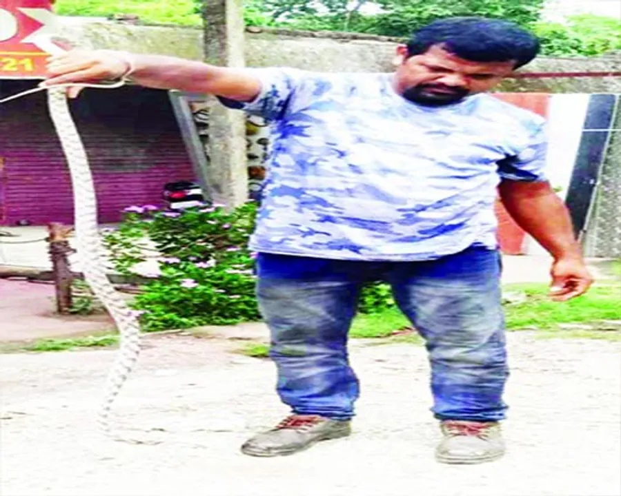  ବାଲେଶ୍ବରରୁ ସାଢ଼େ ୫ ଫୁଟ୍‌ର ବିରଳ ‘କ୍ୟାଟ୍‌ ସ୍ନେକ୍‌’ ଉଦ୍ଧାର