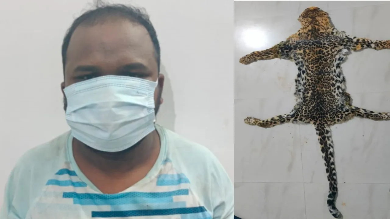  ଡିଲ୍‌ ବେଳେ ଏସ୍‌ଟିଏଫ୍‌ ଚଢ଼ାଉରେ ଧରାପଡ଼ିଲା କଲରାପତରିଆ ବାଘଛାଲ, ଅଭିଯୁକ୍ତ ଗିରଫ