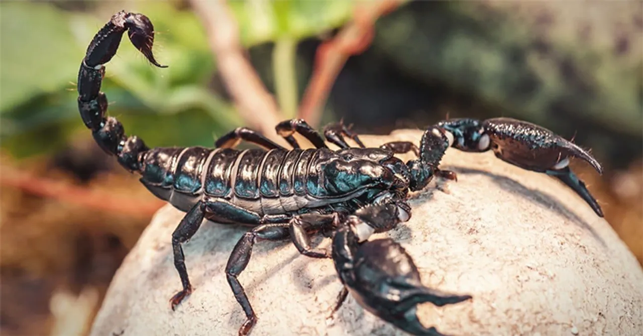  AZ Animals 