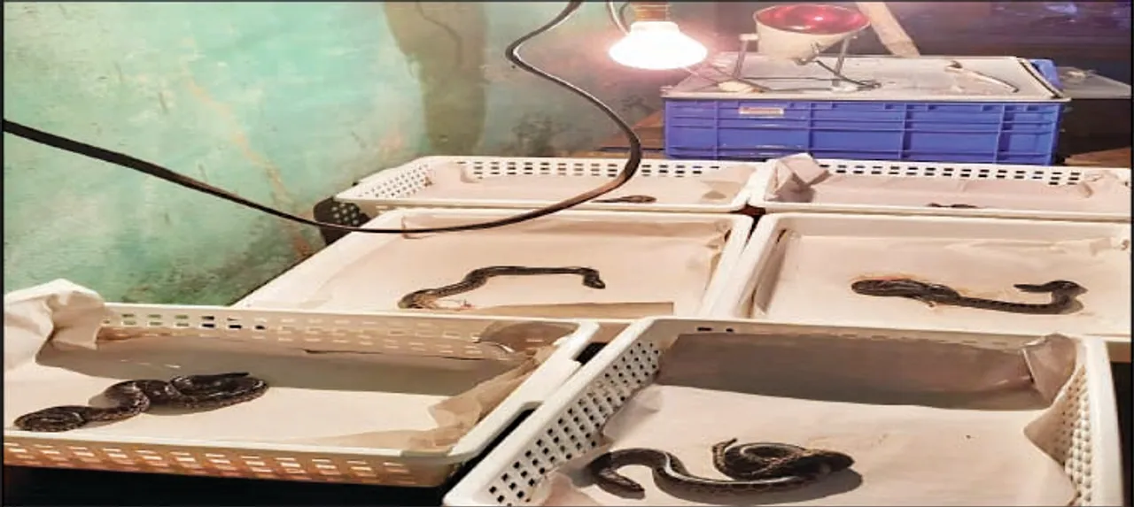  ଦିନକରେ ଜନ୍ମ ନେଲେ ୮ ହଳଦିଆ ଅନାକୋଣ୍ଡା