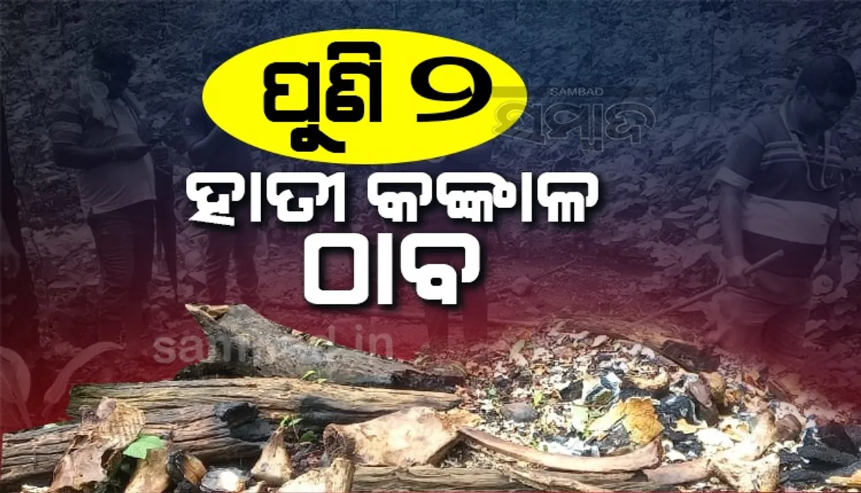  ଶିକାରୀ-ମାଫିଆ ସକ୍ରିୟ! ସମ୍ବଲପୁର ଅଞ୍ଚଳରେ ପୁଣି ୨ ହାତୀ କଙ୍କାଳ ଠାବ