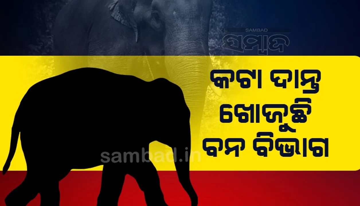  ବ୍ୟବଚ୍ଛେଦ ରିପୋର୍ଟକୁ ଅପେକ୍ଷା,କଟା ଦାନ୍ତ ଖୋଜୁଛି ବନ ବିଭାଗ