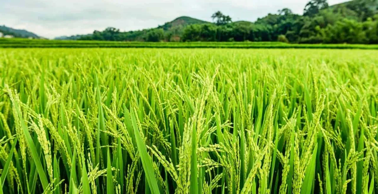  AgriFarming 