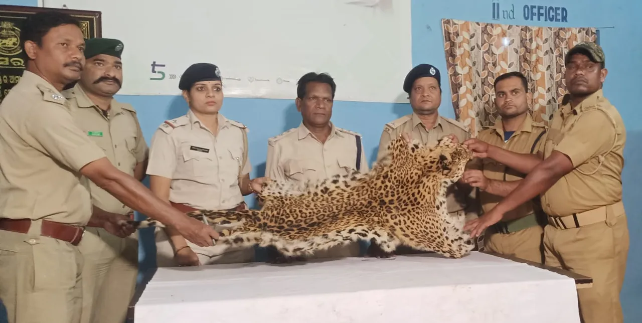  ଉମରକୋଟରେ କଲରିଆ ପତ୍ରିଆ ବାଘଛାଲ ଜବତ: ଜଣେ ଗିରଫ