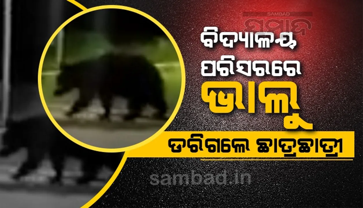  ଜବାହର ନବୋଦୟ ବିଦ୍ୟାଳୟ ପରିସରରେ ଭାଲୁ, ଛାତ୍ରଛାତ୍ରୀ ଆତଙ୍କିତ