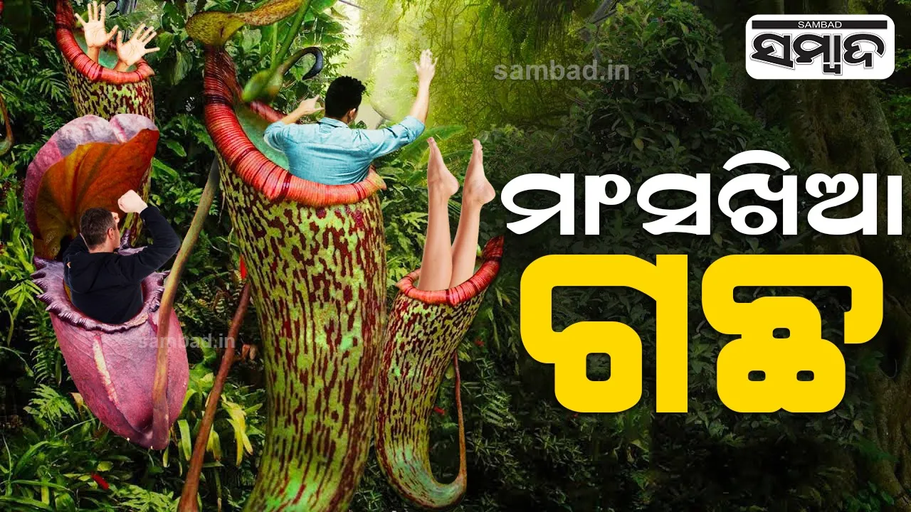  ଭାରତର ଏହି ରାଜ୍ୟରେ ରହିଛି ମାଂସଖିଆ ଗଛ, ଜାଣନ୍ତୁ ଏହାର ଭଲ ଗୁଣ