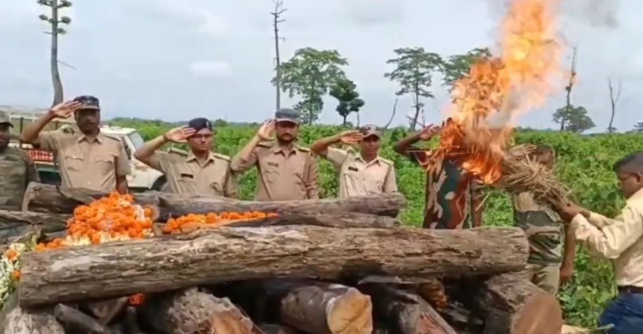  ଭାରତର ସବୁଠାରୁ ବୟସ୍କ ମହାବଳ ବାଘ ‘ରାଜା‘ର ମୃତ୍ୟୁ