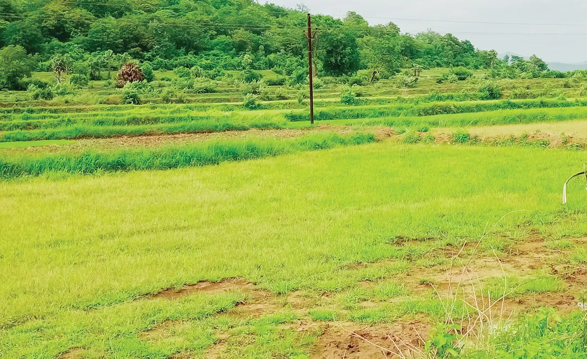  Sambad 