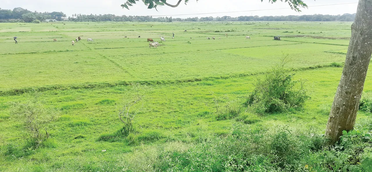  Sambad 