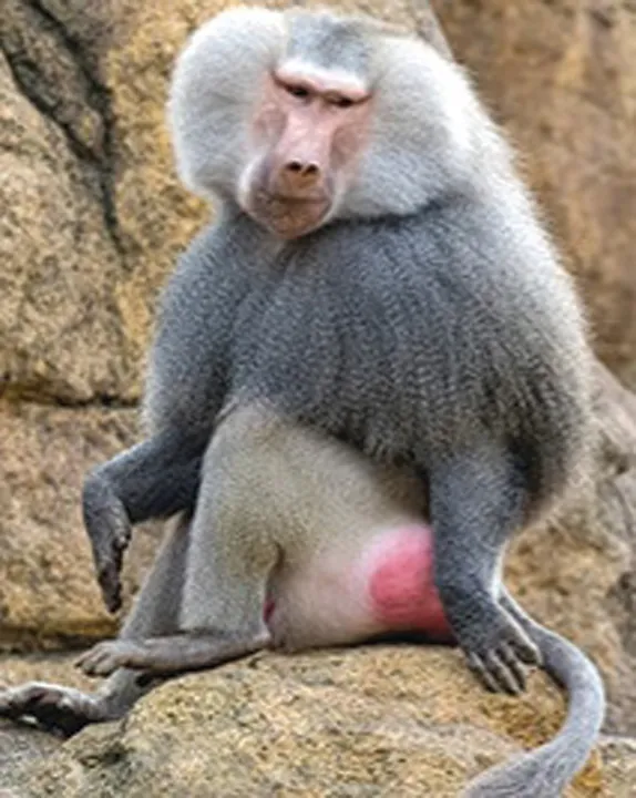  Sambad 