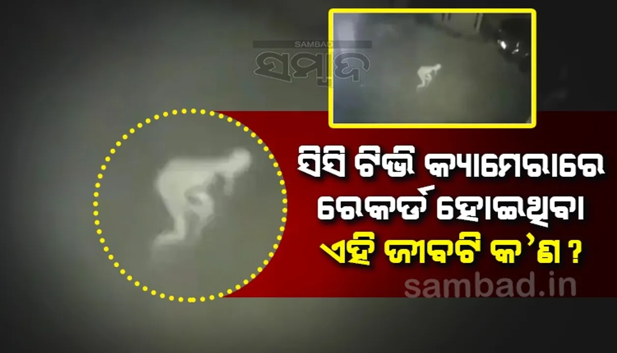  ସିସି ଟିଭି କ୍ୟାମେରାରେ ରେକର୍ଡ ହୋଇଥିବା ଏହି ଜୀବଟି କ’ଣ ?