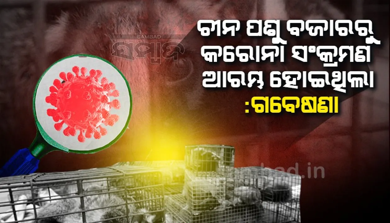  ଚୀନର ପଶୁ ବଜାରରୁ କରୋନା ସଂକ୍ରମଣ ଆରମ୍ଭ ହୋଇଥିଲା : ଗବେଷଣା