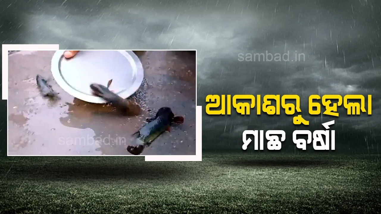  ତେଲେଙ୍ଗାନାରେ ଆକାଶରୁ ହେଲା ମାଛ ବର୍ଷା, ଚକିତ ହେଲେ ସ୍ଥାନୀୟ ଲୋକେ
