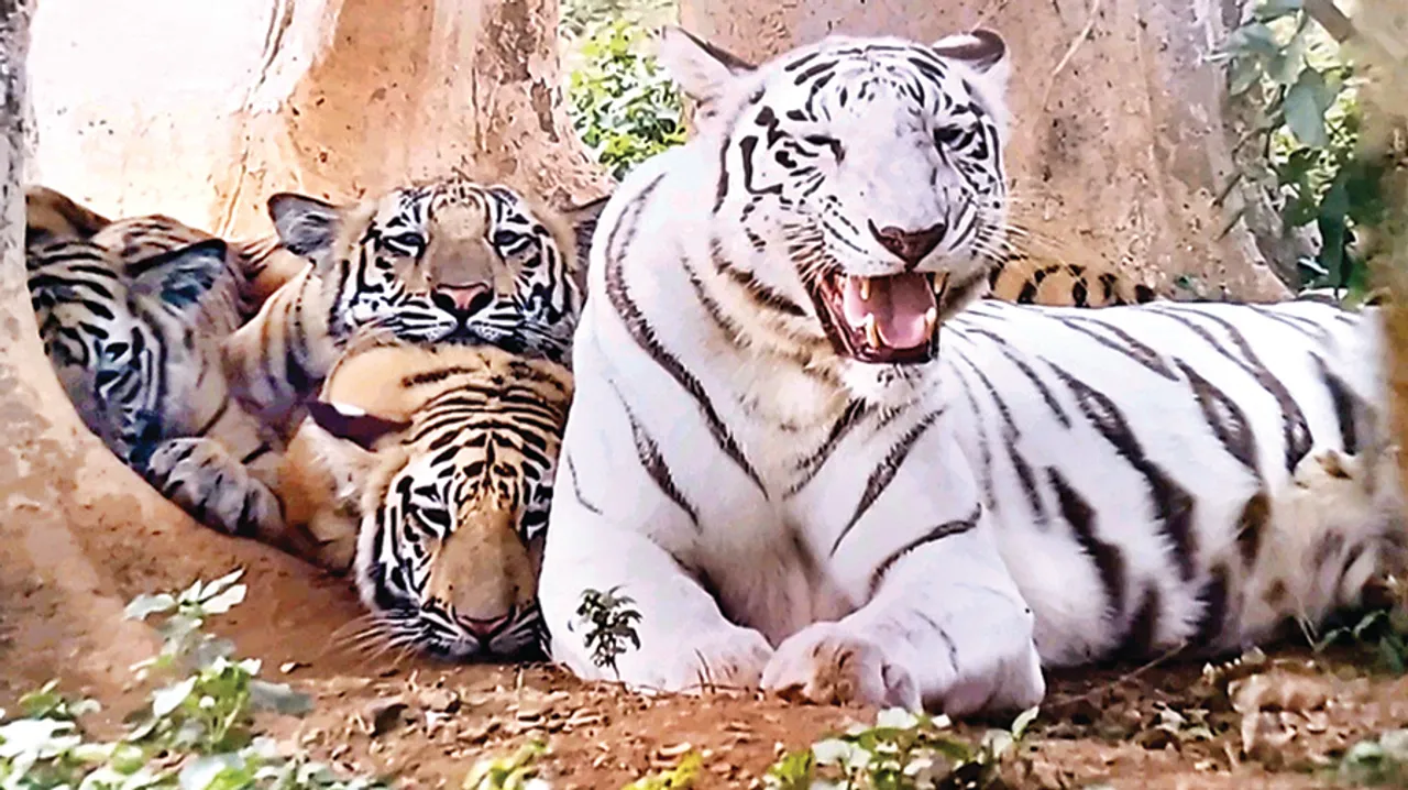  ହିଂସ୍ର ହେବେ ଚିଡ଼ିଆଖାନାରେ ଜନ୍ମିତ ବାଘ