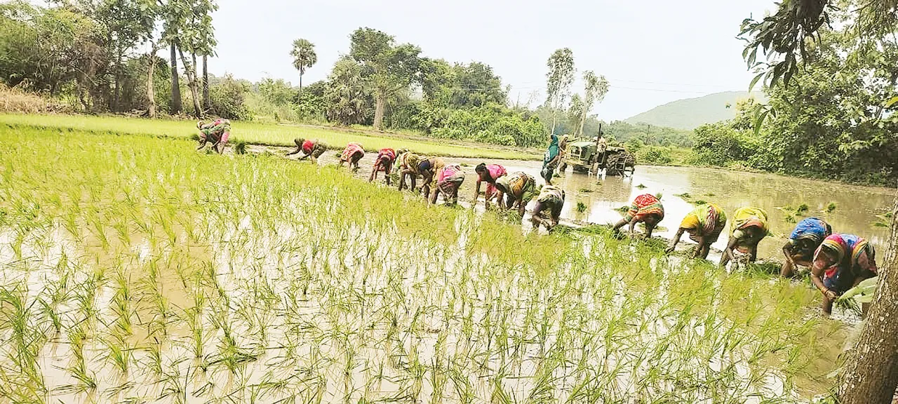  ଆଶ୍ବସ୍ତି ଆଣିଲା ଜୁଲାଇ ବର୍ଷା; ଧାନରୁଆ ତ୍ବରାନ୍ବିତ, ଅଗଷ୍ଟ ୧୫ ସୁଦ୍ଧା ଶେଷ କରିବାକୁ ଲକ୍ଷ୍ୟ