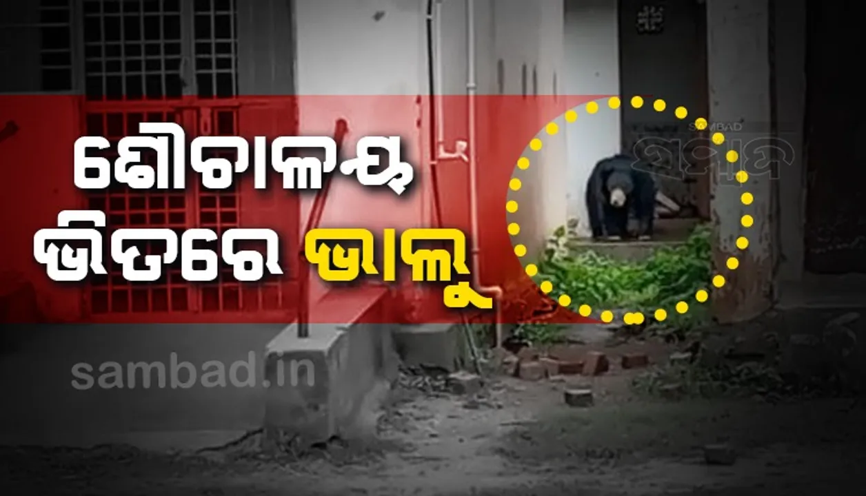  ଲଗାଣ ବର୍ଷା ଯୋଗୁଁ ଶୌଚାଳୟ ଭିତରେ ଆଶ୍ରୟ ନେଇଥିଲେ ୨ ଭାଲୁ, ଜନଗହଳି ଦେଖି ଜଙ୍ଗଲ ମୁହାଁ ହେଲେ! 