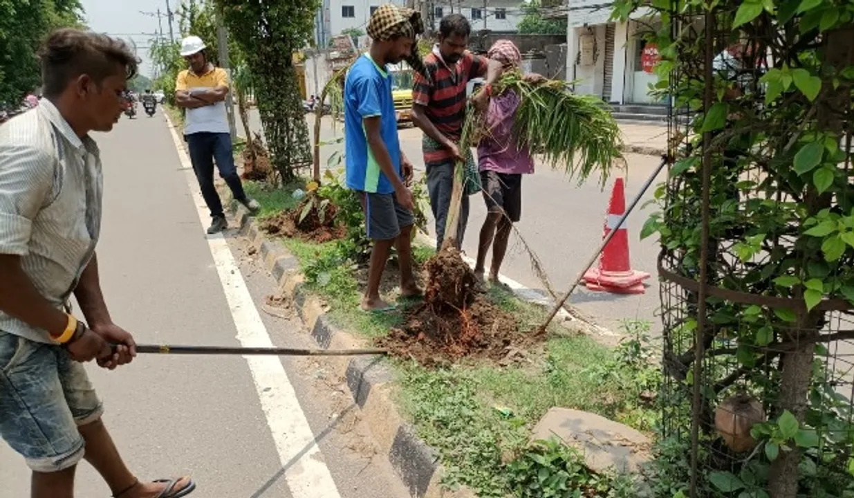  ପଦାରେ ପଡ଼ିଲା ସୌନ୍ଦର୍ଯ୍ୟକରଣ ନାଁରେ ହରିଲୁଟ୍‌, ଲାଗିଥିବା ପାମ୍‌ ଟ୍ରି ଉପୁଡାଗଲା