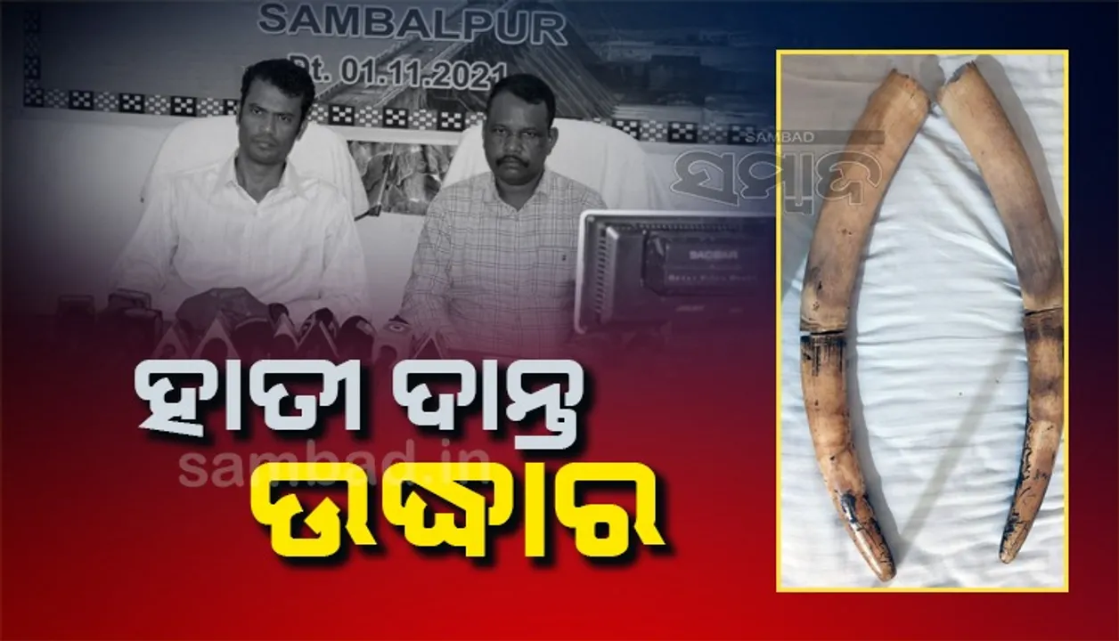  ୨ଟି ହାତୀର ଦାନ୍ତକୁ ବିକ୍ରି କରିବାକୁ ଯୋଜନା ଚାଲିଥିଲା; ମାଡ଼ିବସିଲା ବନ ବିଭାଗ, ୩ ଅଟକ