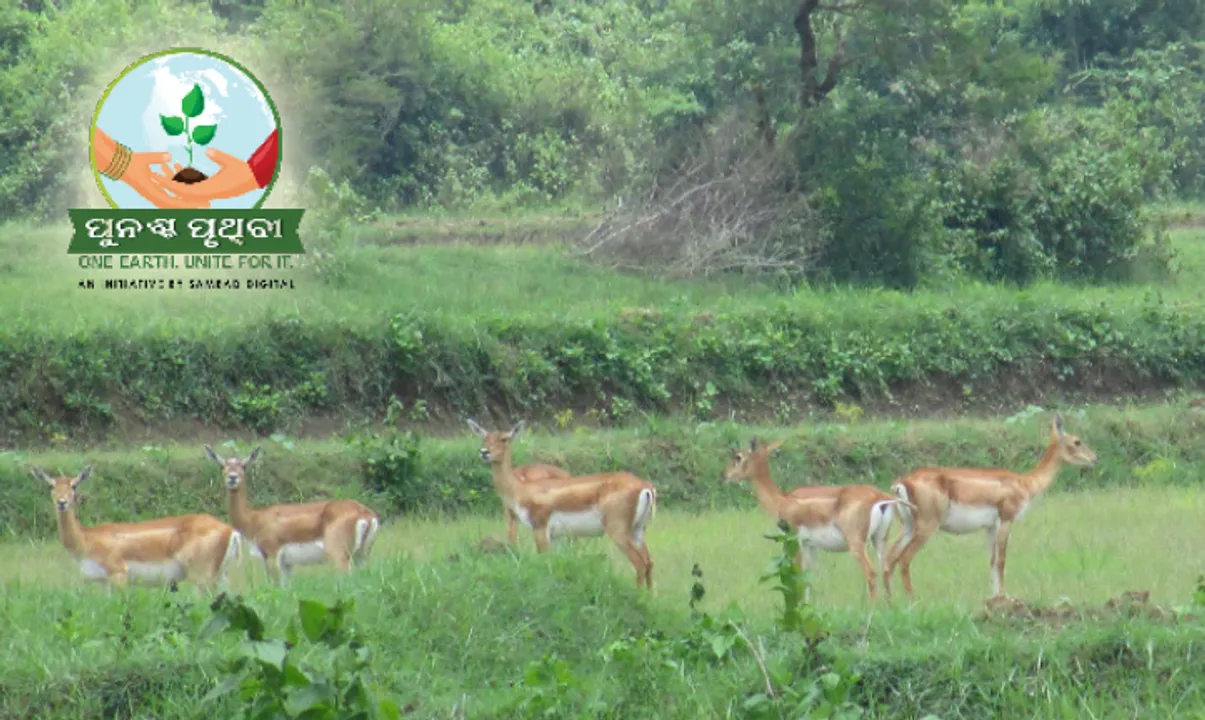  ଗଞ୍ଜାମରେ ବିରଳ କୃଷ୍ଣସାର ମୃଗ ଅସୁରକ୍ଷିତ: ବଂଶ ବଢ଼ୁଛି, ସ୍ୱତନ୍ତ୍ର ଯୋଜନା ନାହିଁ