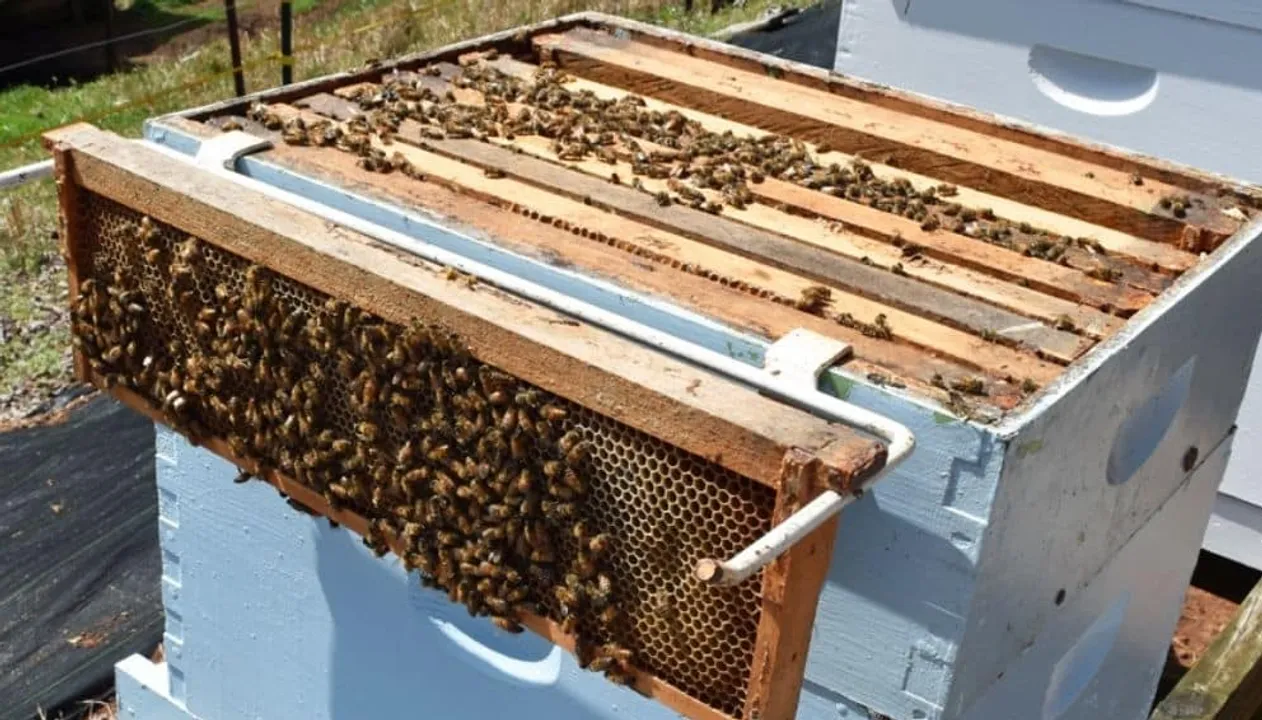  Carolina Honeybees 