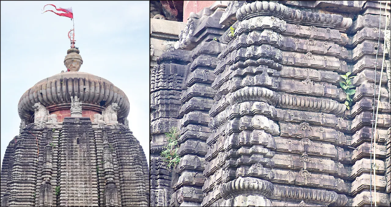  ଏଏସ୍ଆଇର ଅଣଦେଖା: ଲିଙ୍ଗରାଜ ମନ୍ଦିର‌ରେ ମାଡ଼ିଗଲାଣି ଗଛ
