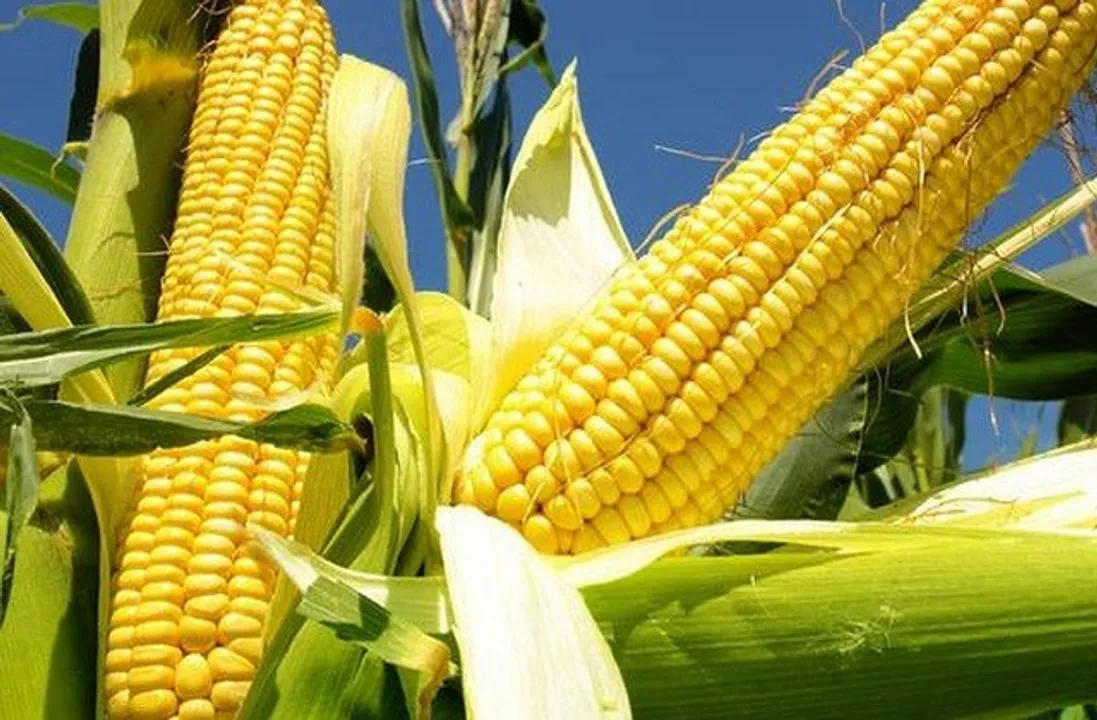  Dhanuka Agri 