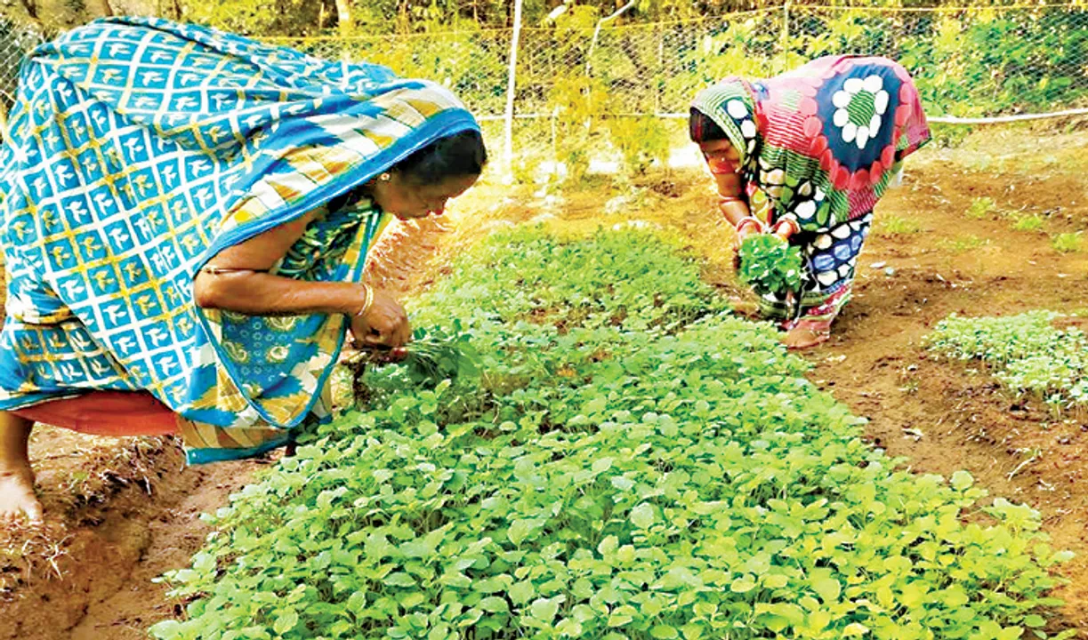  ‘ମୋ ଉପକାରୀ ବଗିଚା ଯୋଜନା’ରେ ମହାଦୁର୍ନୀତି! ୪.୫୧ କୋଟିର ହିସାବ ମିଳୁନି