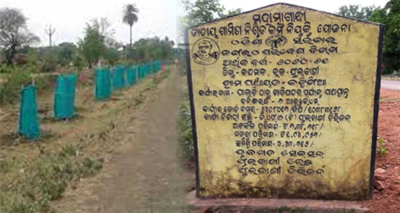  ପଥପାର୍ଶ୍ବ ବନୀକରଣ: ବହୁ କୋଟି ଖର୍ଚ୍ଚ, ଗୋଟିଏ ବି ଗଛ ବଞ୍ଚିନି