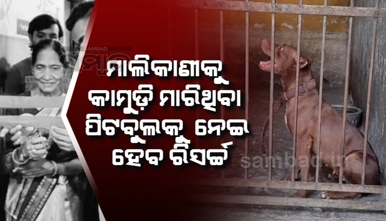  କାହିଁକି ୮୦ବର୍ଷୀୟ ମାଲିକାଣୀକୁ କାମୁଡ଼ି ମାରିଲା ପିଟବୁଲ କୁକୁର? ରିସର୍ଚ୍ଚ କରିବେ ୪ଜଣିଆ ଟିମ