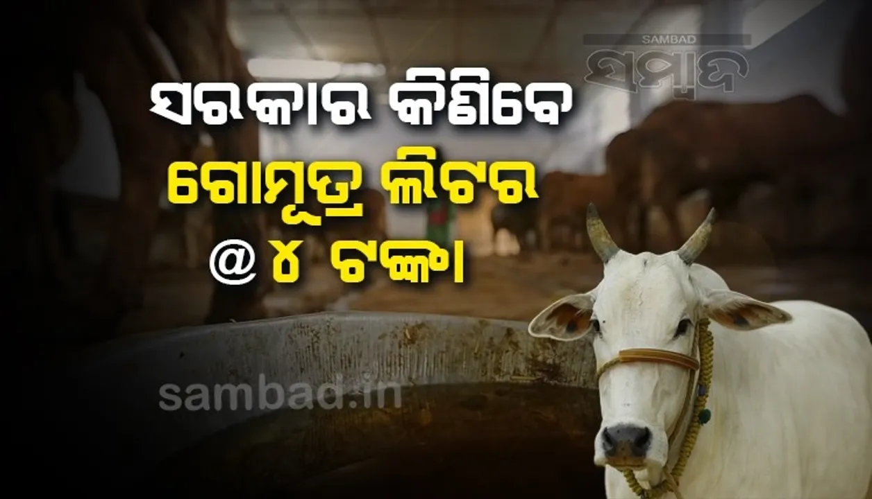  ଗୋମୂତ୍ର କ୍ରୟ ପାଇଁ ଛତିଶଗଡ଼ ସରକାର ଆରମ୍ଭ କଲେ ନୂଆ ଯୋଜନା