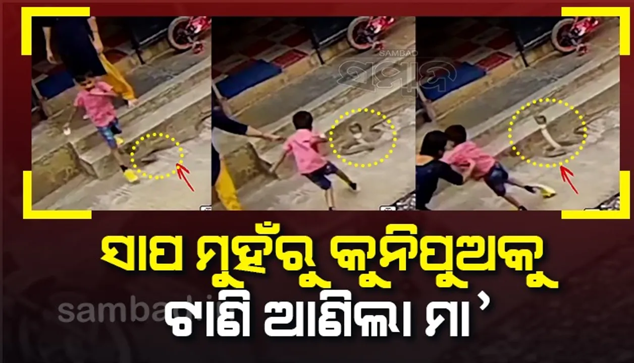  ମାଆ ଯାହାର ସାହା! ସାପ ମୁହଁରୁ କୁନି ପିଲାକୁ ଏପରି ଭାବେ ଟେକି ନେଲେ ସାହସିନୀ ମହିଳା