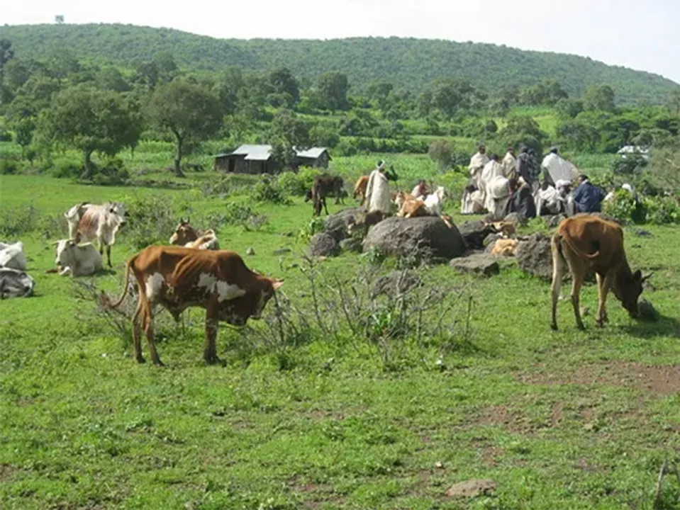  
Nile Basin Development Challenge 