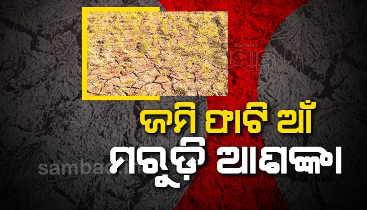  ଜୁଲାଇ ବର୍ଷାରେ ଡ୍ୟାମ୍‌ ଭର୍ତ୍ତି; ଚାଷୀଙ୍କୁ ପାଣି ନାହିଁ, ଶୋଷୁଛି କିଏ?