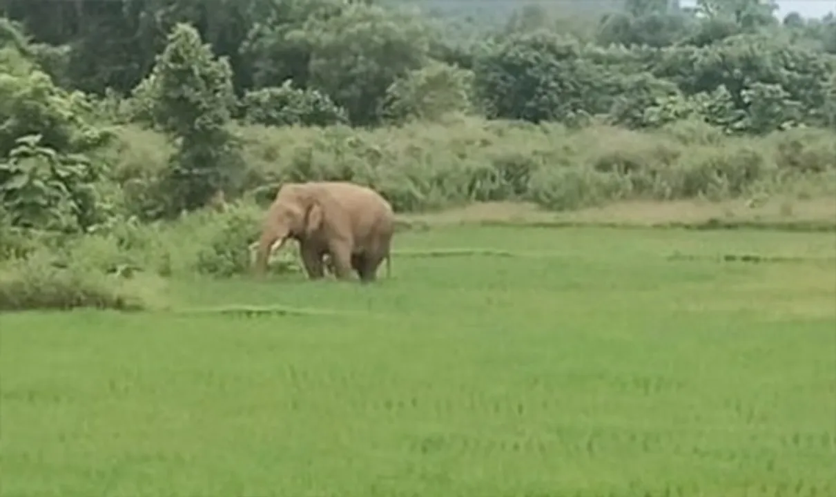  ଚାଷଜମିରେ ବୁଲିଲା ଦନ୍ତା