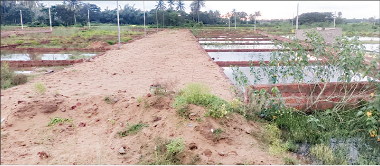  ଚାଷ ଉଜୁଡ଼ିବା ଚିନ୍ତାରେ ଚାଷୀ, ବିଲଡର୍‌ଙ୍କ ହାତରେ ମରିଯିବ ଧନୁଆ