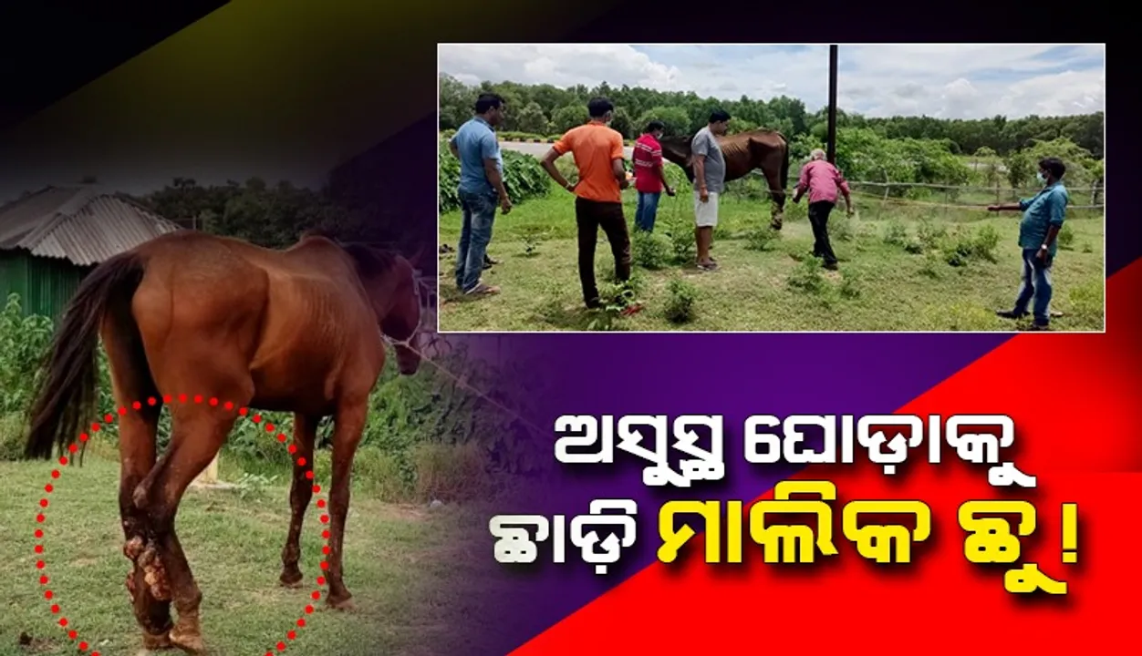  ଅସୁସ୍ଥ ଘୋଡ଼ାକୁ ମରଣ ମୁହଁରେ ରାସ୍ତା ପାର୍ଶ୍ୱରେ ଛାଡି ଚାଲିଗଲା ମାଲିକ