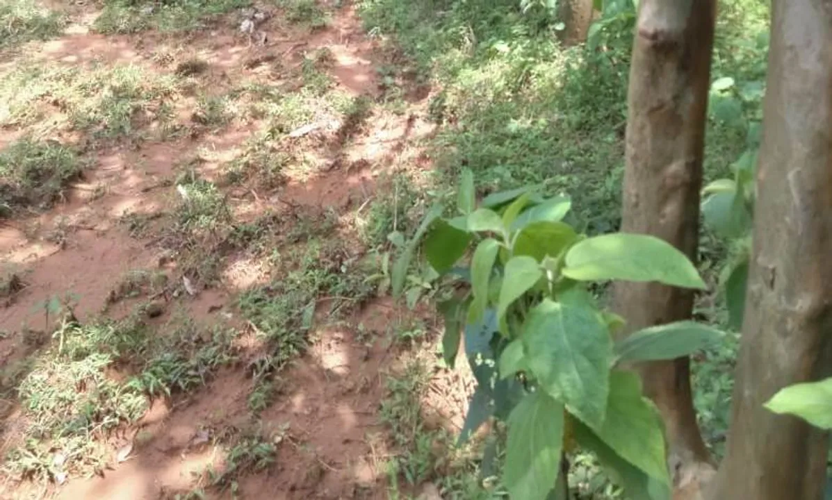  ଅଜଣା ବ୍ୟକ୍ତିଙ୍କ ଝୁଲନ୍ତା ମୃତଦେହ ଉଦ୍ଧାର