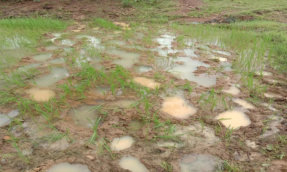  ଧାନତଳି ନଷ୍ଟ କଲେ ହାତୀ