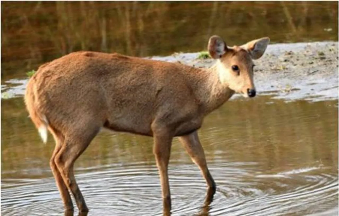  Representational photo by pugdundeesafaris.com 