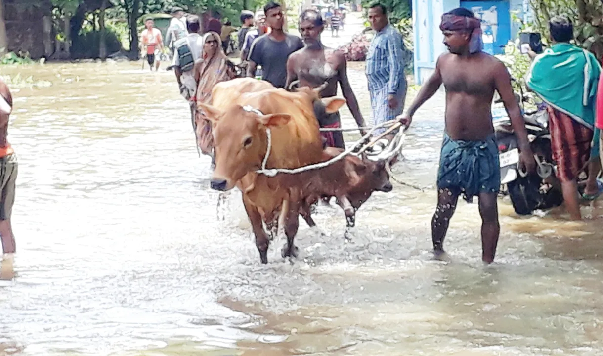  Sambad 