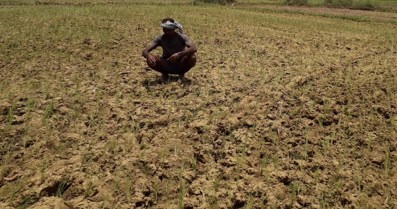  ଶ୍ରାବଣରେ ଟାଣ୍‌ ଖରା, ଧାନଗଛ ଝାଉଁଳୁଛି