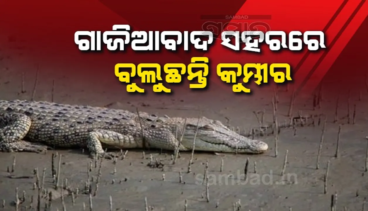  ଯମୁନା ନଦୀରେ ବନ୍ୟା ଯୋଗୁଁ ଗାଜିଆବାଦ ସହରରେ ବୁଲୁଛନ୍ତି କୁମ୍ଭୀର