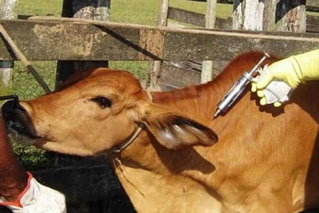  IndianCattle 