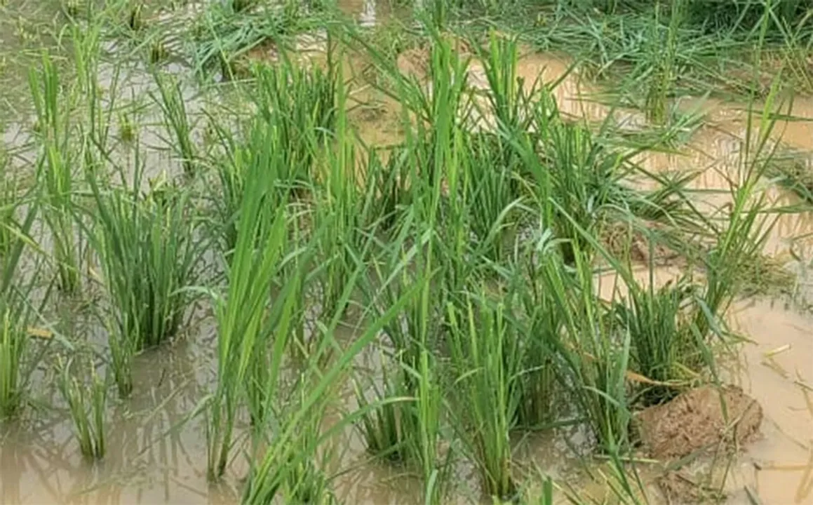  ଫସଲ ନଷ୍ଟ କଲେ ହାତୀପଲ