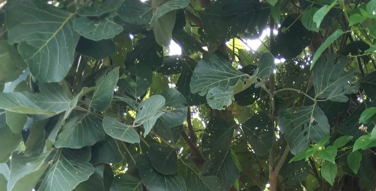  ବୃଦ୍ଧାଙ୍କ ଝୁଲନ୍ତା ମୃତଦେହ ଉଦ୍ଧାର